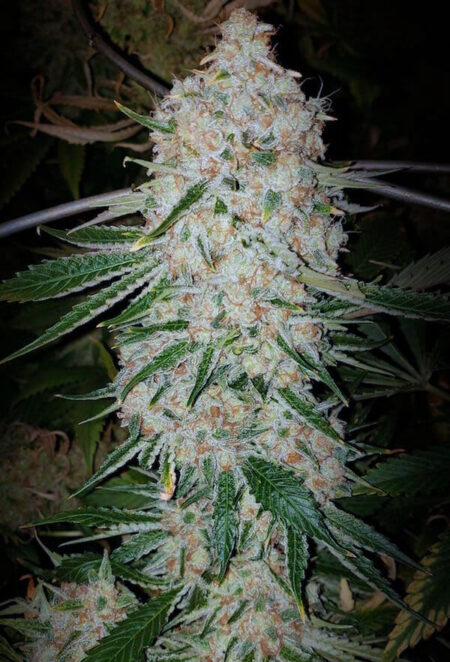 Pluto Cut Auto R F3 by Ethos Genetics is one of the most potent autoflowering strains available in 2024 that ships from the US. 