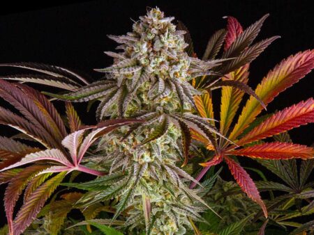 Blue Sherbert Sunset grows with a relatively low cannabis smell, but produces very potent buds up to 28% THC.