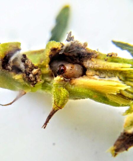Caterpillars don't just eat cannabis leaves. Some caterpillar species burrow into the stems and cause entire branches to die.