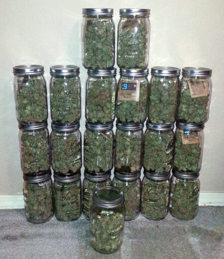 Enjoy: An outdoor marijuana harvest can be huge if you follow all the steps below.