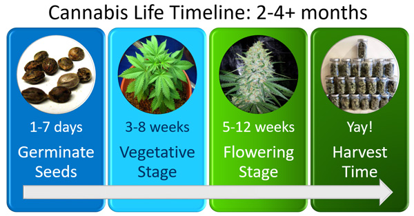 Infographic: The timeline of a cannabis plant's life, by GrowWeedEasy.com. This cannabis growing timeline works well for indoor growing, and applies to both autoflowering and photoperiod marijuana strains.
