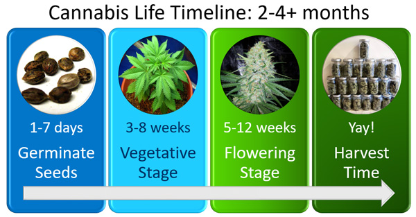 Cannabis life timeline infographic