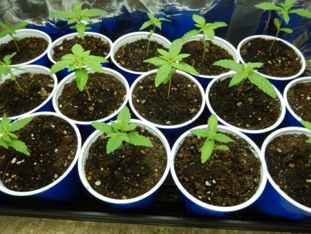 Cannabis seedlings in solo cups