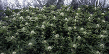 Aim for a sea of top buds on your cannabis plants, like this.