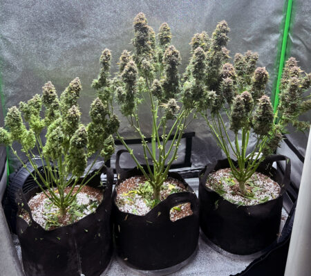 Fastbuds autoflowering plants grow fast but tend to stay relative short, and produce a lot of chunky buds in a small space.