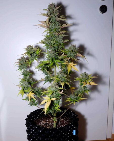 G14 Auto cannabis plants grow fast and stay small. Low smell, and buds are ready to harvest just 2 months after germination! Great little mini houseplant cannabis strain.