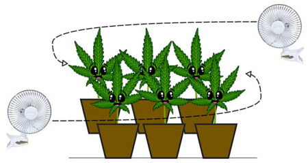 Good airflow with a gentle breeze and plenty of fresh air helps prevent light stress, and improves bud development.