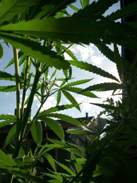 If these cons don't apply to you, or can be mitigated, then you are ready to join the wonderful exciting world of outdoor cannabis cultivation.