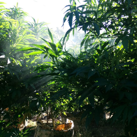 Depending on where you live, the outdoors takes care of many of your cannabis plant's needs, such as providing water through rain. With indoor growing, you typically must water your plant a few times a week.