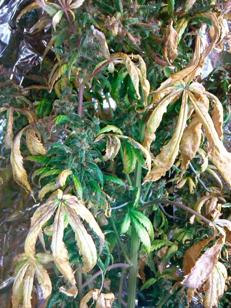 These cannabis leaves turned yellow and wilted from being too close to the LED grow light. In this case, the grow room was the perfect temperature. Light stress can attack even when it isn't hot!