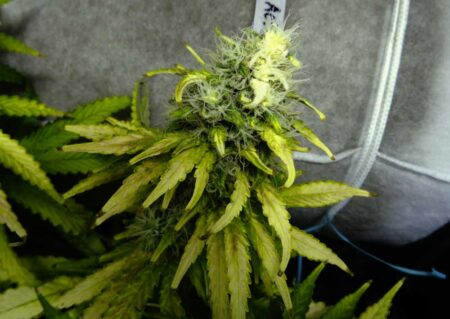 Bleaching ("albino buds") - Buds that area too close to the LED grow light may get bleached yellow or even pure white in rare instances. The leaves and parts of the cannabis bud are completely bleached.