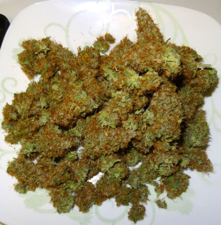 These light-burned cannabis buds are still smokeable, but they aren't as pretty as they could be after drying and trimming.