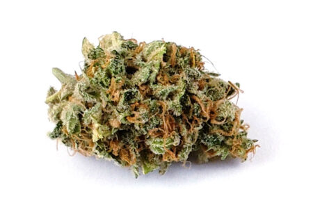 Royal Jack Auto produces cannabis buds with creative effects and a relatively low, non-skunky smell.