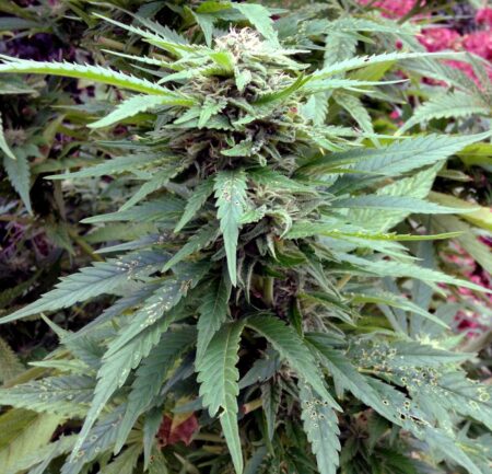 As cannabis buds form, check plants regularly to make sure all the leaves look green and healthy. React quickly to any symptoms on the leaves like holes or bites.