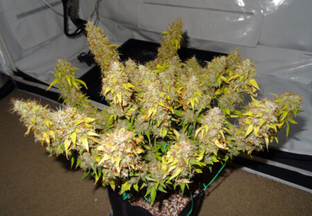 Brown marks or splotches may start to spread from light-stressed leaves onto the buds themselves if the LED grow light is not moved further away, causing discolored cannabis buds.