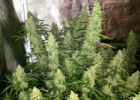 Can't beat the yields of Auto Ultimate - Here's the last time I grew it!