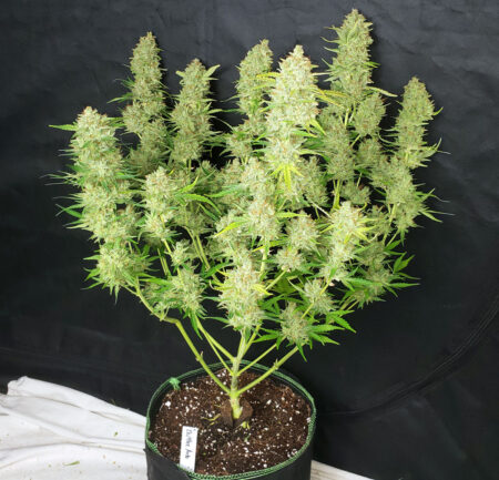 Here's the last Zkittlez Auto cannabis plant I grew. A pleasure to grow with excellent yields and dreamy bud effects.