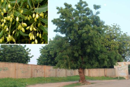 Neem oil is a natural, organic pesticide derived from the seeds of the Azadirachta indica tree.