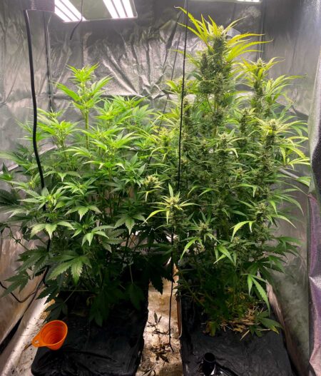 A quick pic from one of the current grows. Left is Chemical Romance (D42) and right is Girl Scout Monkeys (D60). Both re autoflowers from Mephisto Genetics. Growing with all organic inputs, in living soil in Earthboxes. I'm loving the auto flowers and the living soil/organic growing. ~Cosmo Stardrive