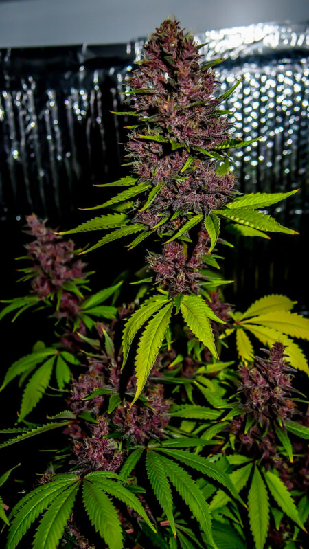 Purple medical marijuana plant just before harvest with gorgeous purple buds