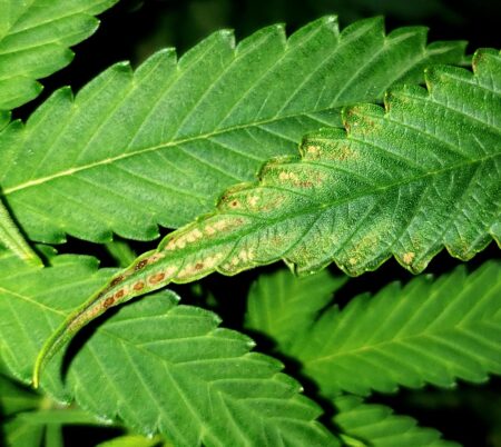 The first crispy cannabis leaf appears, like a brown spot on a perfect apple. "I'm sure it's nothing," you tell yourself.