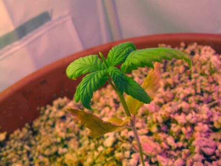 Cannabis seedling is slow growing and yellow. It's losing its first leaves and the next leaves look bad, too.