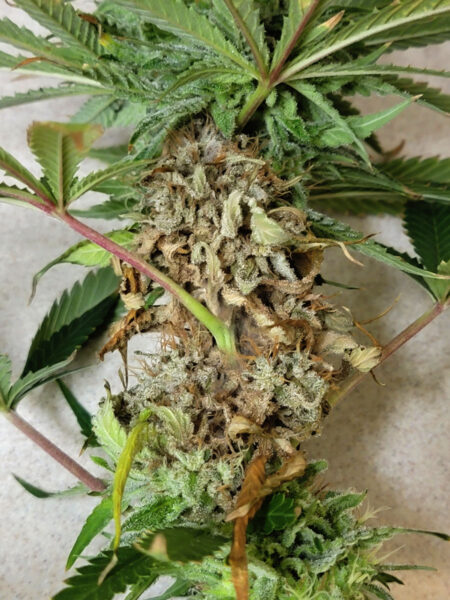 Bud rot causes all the nearby cannabis leaves to die, which turn dry, brown, and crispy.