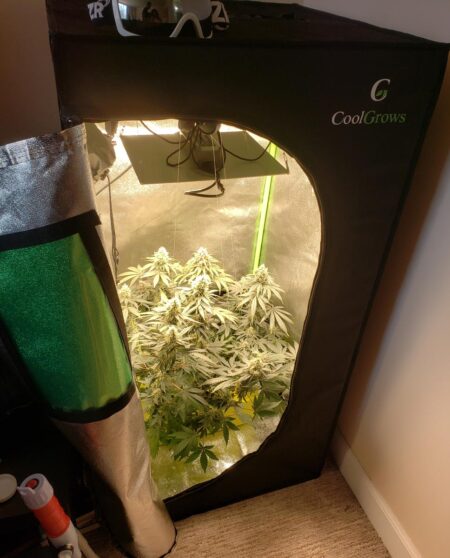 Small LED grow lights can produce a lot of weed when used right.