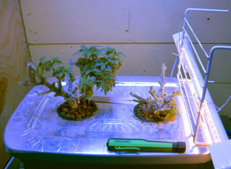 Two cannabis plants, just trimmed out of the flowering stage,a nd about to be re-vegged.