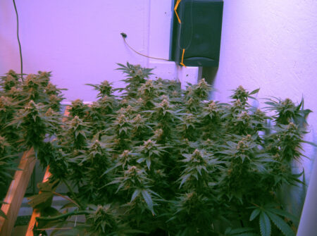 Re-vegged Somango XXL cannabis plant by grower Poppa close to harvest