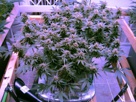 Re-vegged White Rhino cannabis plant by grower Poppa close to harvest