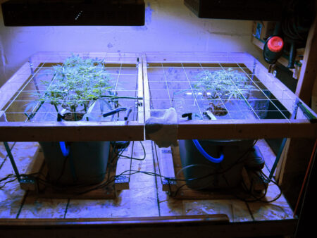 Two re-vegging cannabis plants after being separated into two separate hydro tubs