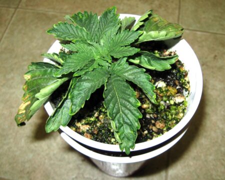 Regular overwatering of cannabis plants can cause a variety of unusual symptoms that are often mistaken for nutrient deficiencies or other problems.