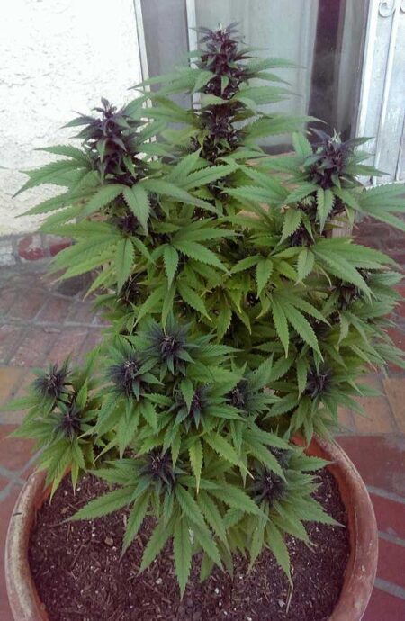 This beautiful purple outdoor cannabis plant doesn't smell too much because it's small and a low odor strain