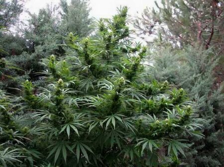 Wild outdoor cannabis plants living its best life