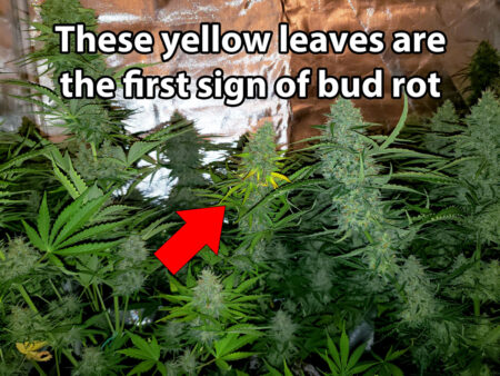 Bud rot affects experienced cannabis growers more often than beginners, because it only tends to attack fat buds.