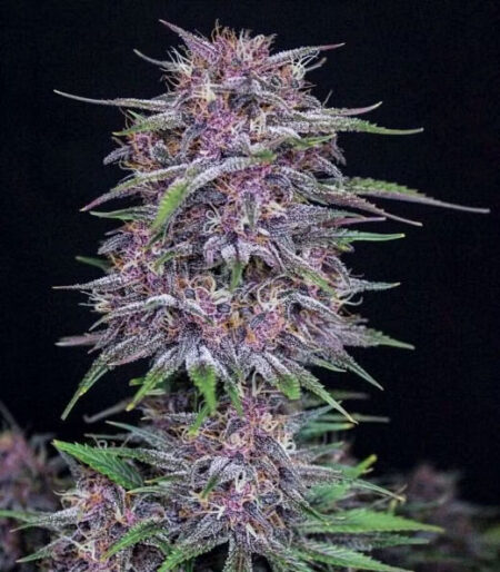 Example of a Banana Purple Punch Auto cannabis bud before harvest - sweets sweet and divine