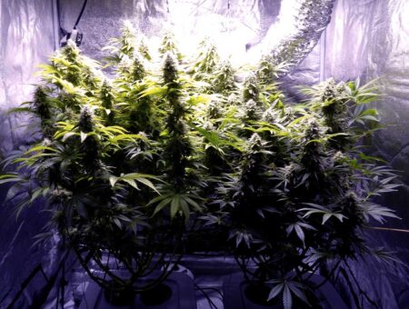 Letting marijuana plants get bigger will increase your yields, especially when combined with pruning. These two cannabis plants are about 4 feet (1.2m) tall and produced 18.6 oz (over 1 lb) of weed between them!