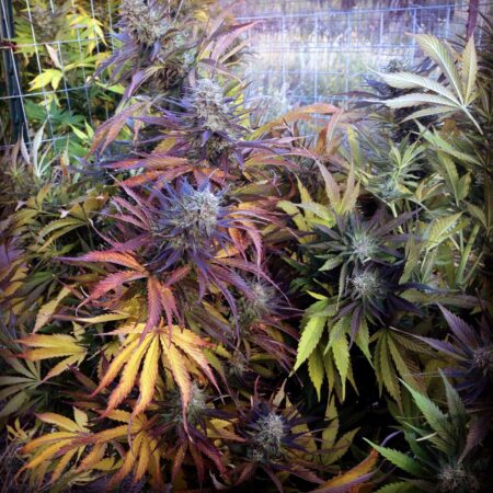 Colorful Purple Punch cannabis plant with red, purple and pink leaves