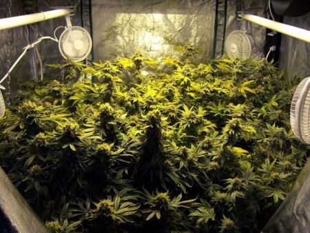 A single White Widow cannabis plant produced 12.57 oz of dense buds under 300W