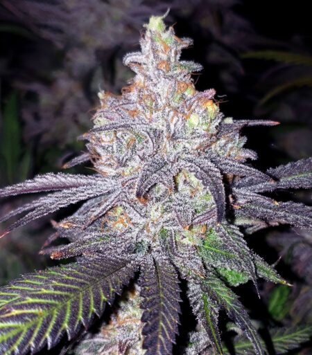 Planet of the Grapes cannabis strain by Ethos Genetics. Purple leaves, purple tinted buds, and tons of trichomes!