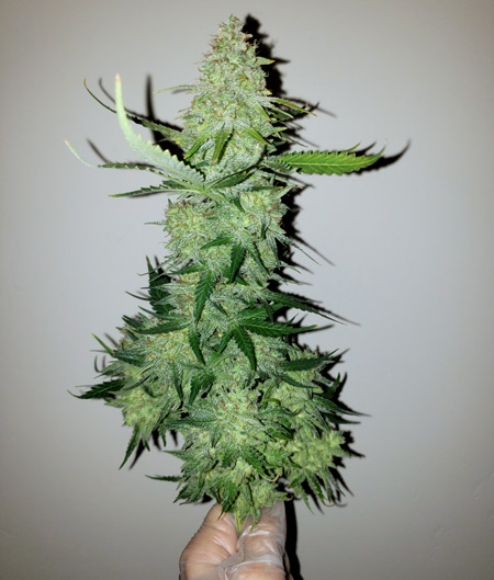 Here's one of those Alaskan Purple cannabis buds in my hand. They were so chunky!