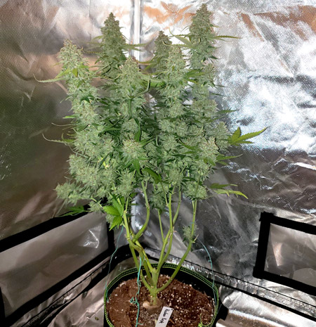 This Alaskan Purple Auto-flowering cannabis plant I grew was stuffed into the back corner of a full tent. I was surprised how well it performed with almost no light to itself.