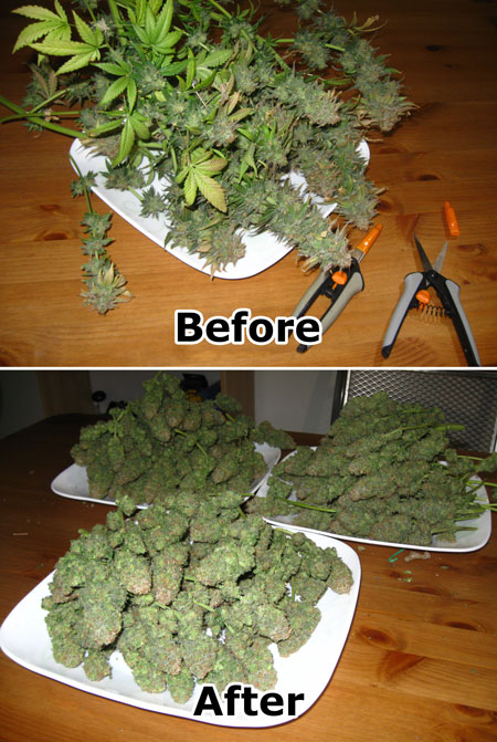 Example of "wet trimming". Before and after trimming cannabis buds that were freshly harvested and not dried yet.