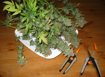 Cannabis buds about to be "wet trimmed". In other words, they are freshly harvested and were not dried before the trimming process.