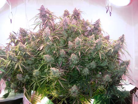 Example of a bushy marijuana plant grown under LEDs - it was trained to produce multiple colas!