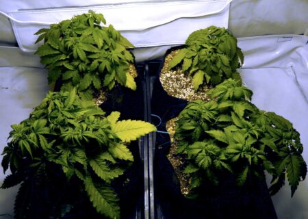 This is what cannabis plants look like when they get too much water at once, for example after flushing the plants.