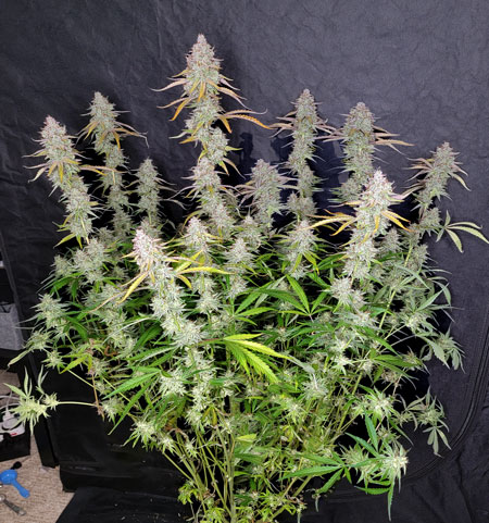 Planet of the Grapes Auto - Easy to grow, good yields, smells great, STRONG bud effects. Tends to take a bit longer than most autos (up to 90 days) and gets bigger (up to 2-3 feet tall) but will reward you for your patience with amazing yields of top-quality buds.