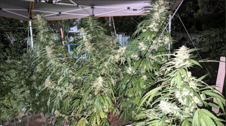 Here are the marijuana plants from Greg's experiment at harvest.