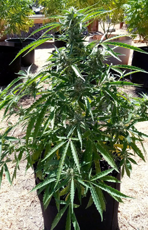 This strain produces the best bud quality, resin production, and potency if you allow buds to continue to mature until a full 12 weeks from germination. Here's an outdoor Green Gun Auto grown by SkunkSquatch: "Plant is grown in a 7 gallon grow bag about 22 inches tall."